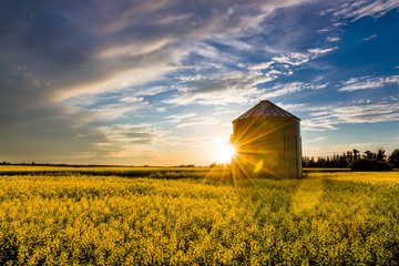 canola