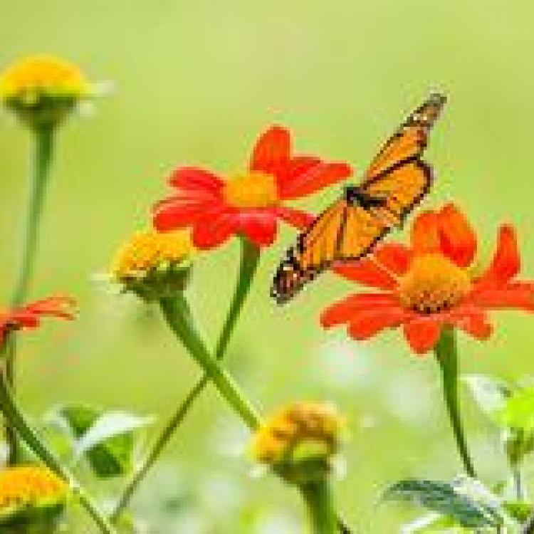  Flowers and a butterfly 