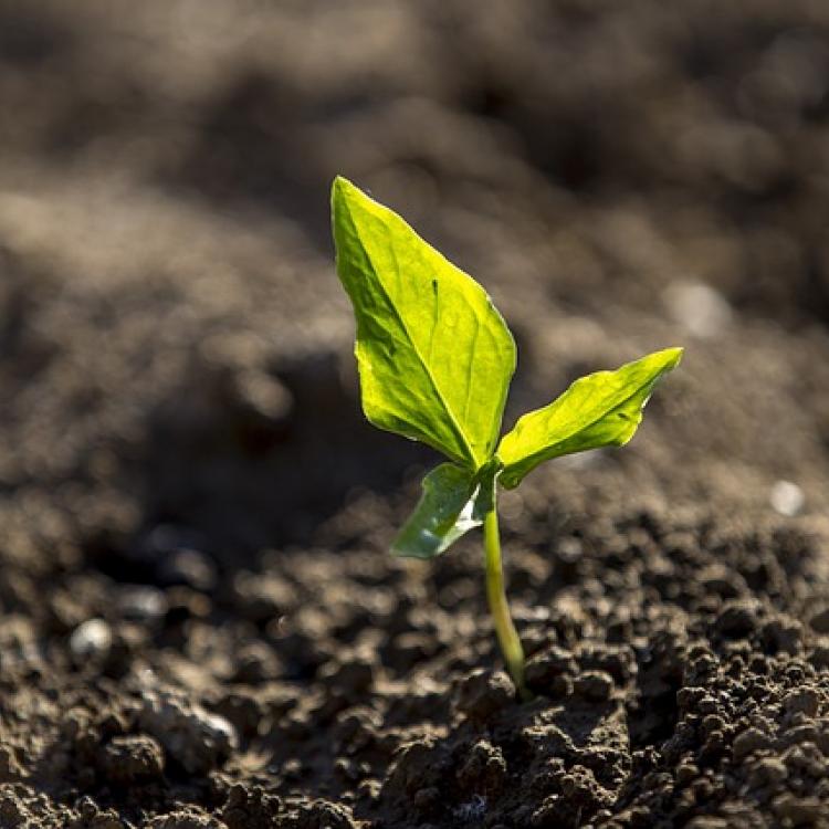  Small green plant in soil