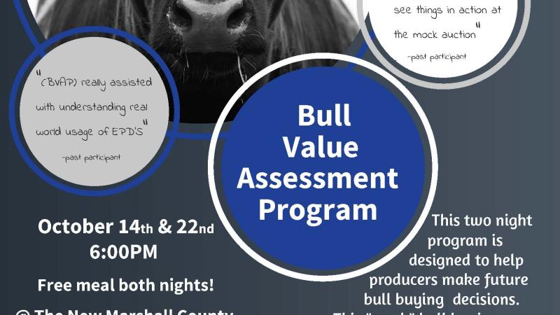 Flyer for Bull Value Assessment Program Oct 2024