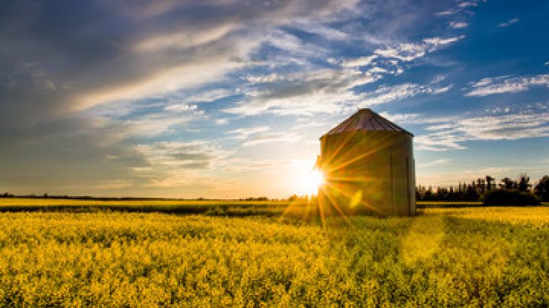 canola