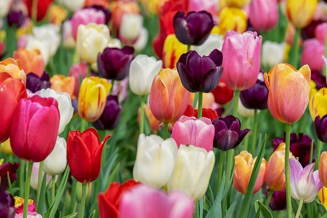 Tulips 